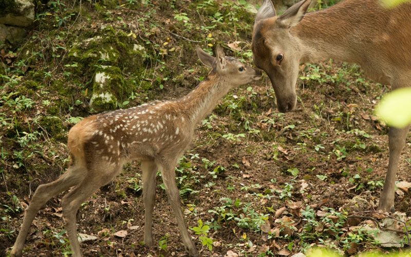 Documentales de naturaleza de RTVE como recurso para aprender ciencia