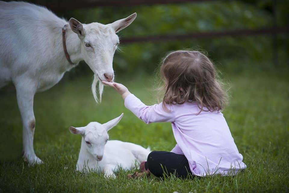 respeto a los animales
