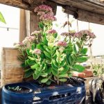 Webs de inspiración para crear un huerto urbano en clase 1