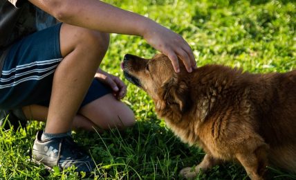 ¿Se debería integrar en la escuela el respeto a los animales? 1