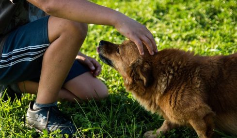¿Se debería integrar en la escuela el respeto a los animales? 1