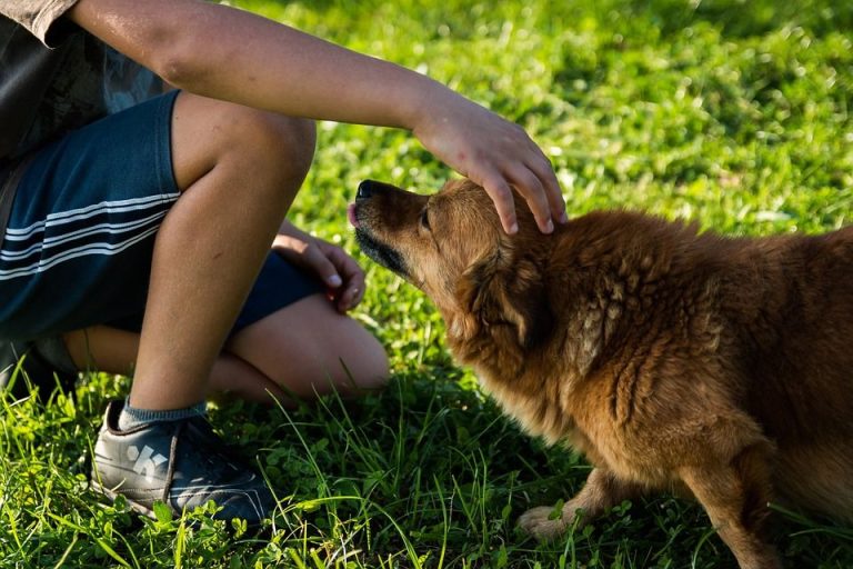 ¿Se debería integrar en la escuela el respeto a los animales? 1
