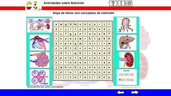 ¿Qué Órganos Intervienen En La Nutrición?