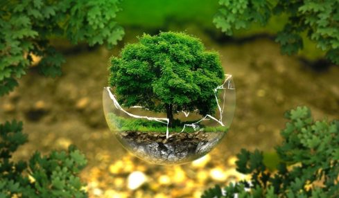 Medioambiente para primaria