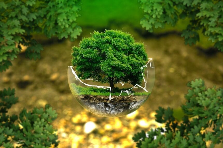 Medioambiente para primaria