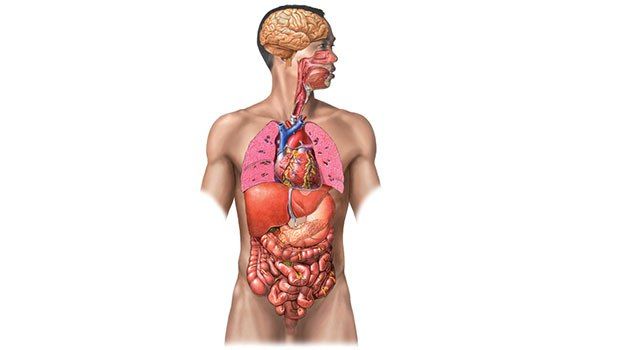 Vídeos didácticos para conocer el cuerpo humano
