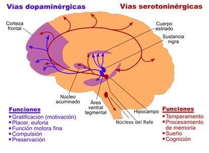 Cerebro 2