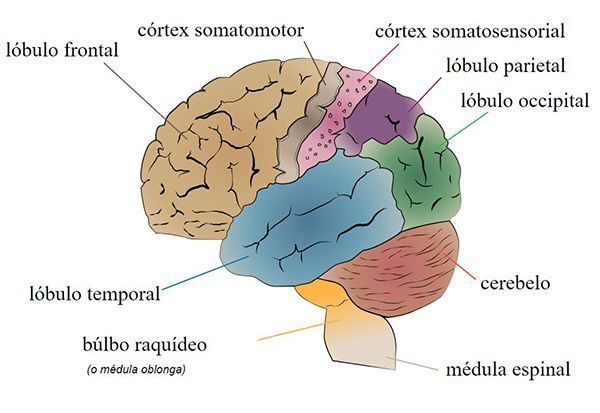 Cerebro