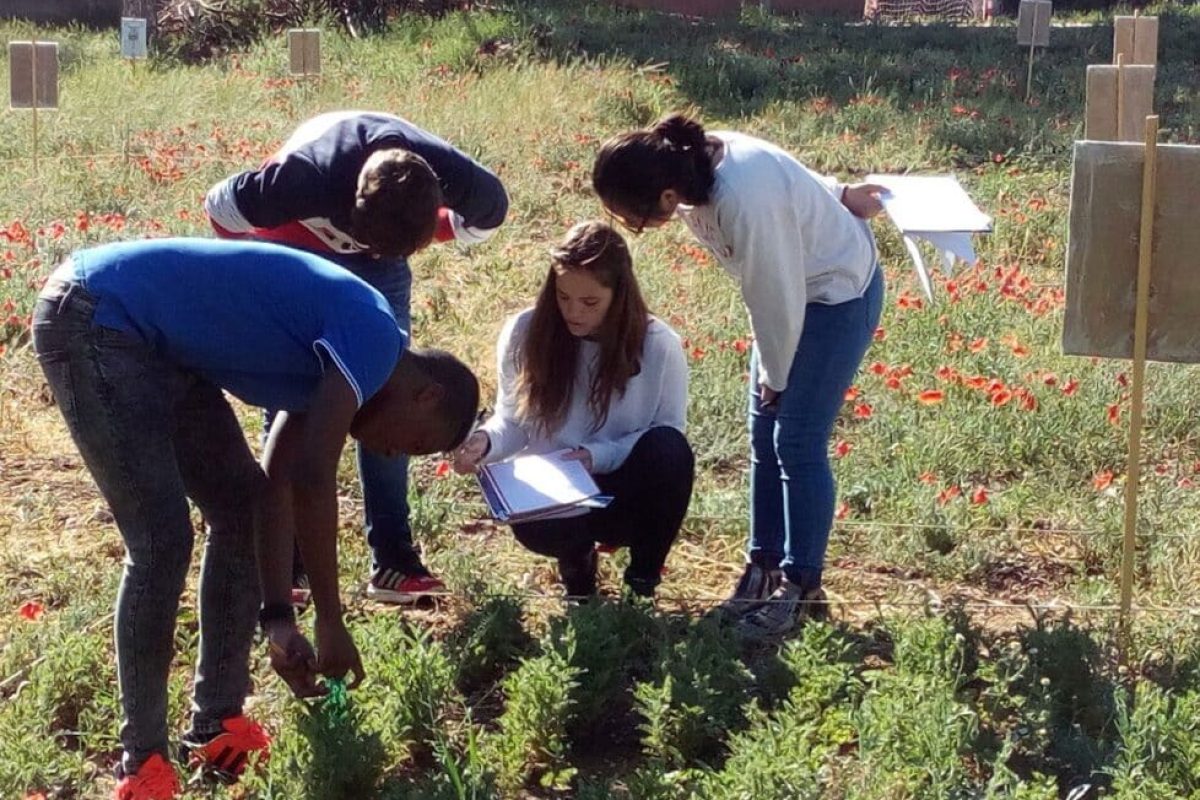 Metodologías activas para crear un parque agrícola tradicional crear un parque agrícola