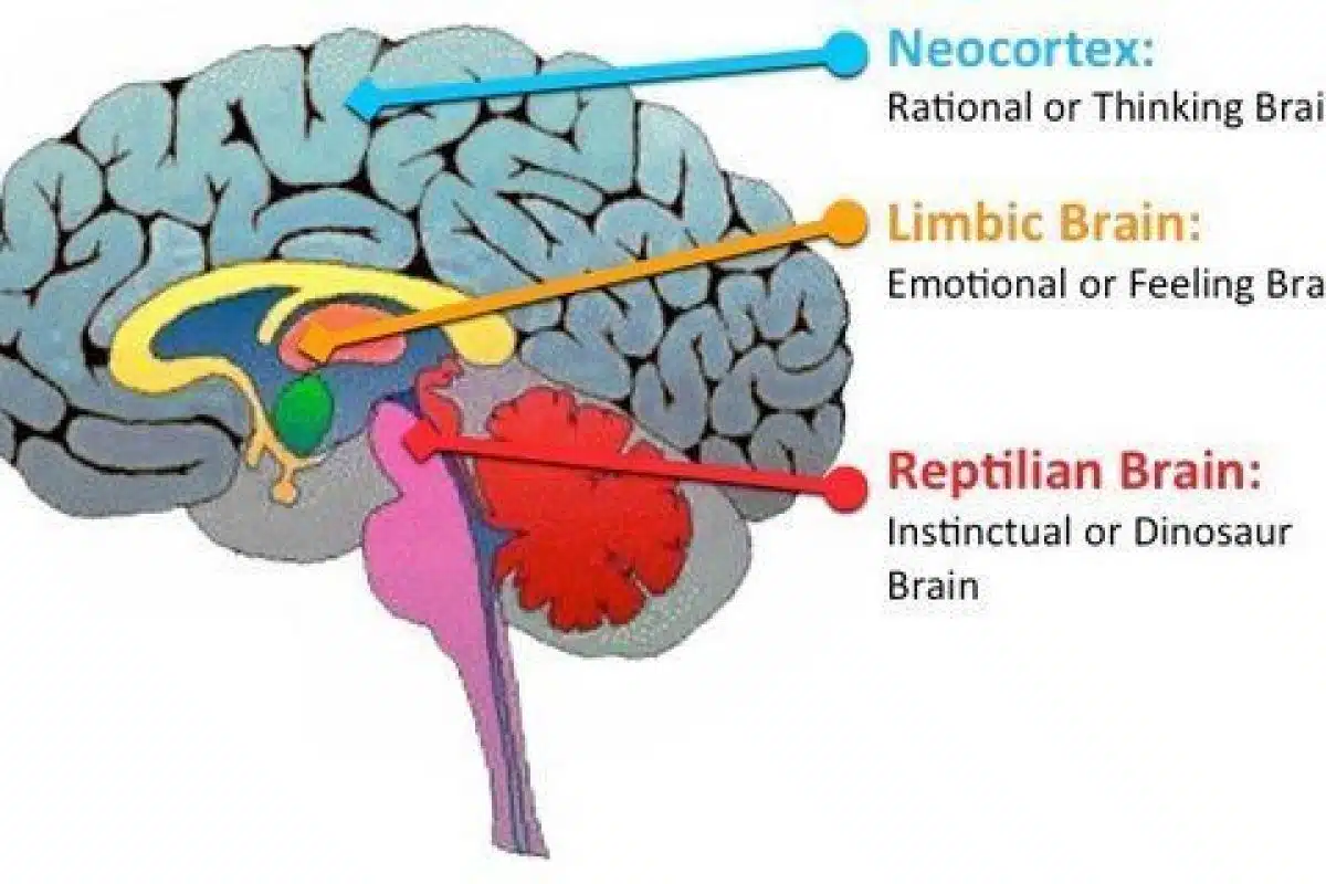 Neuroeducación: cerebro triuno y sus aplicaciones educativas cerebro triuno