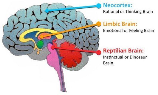 La Neuroeducación Y El Cerebro Triuno