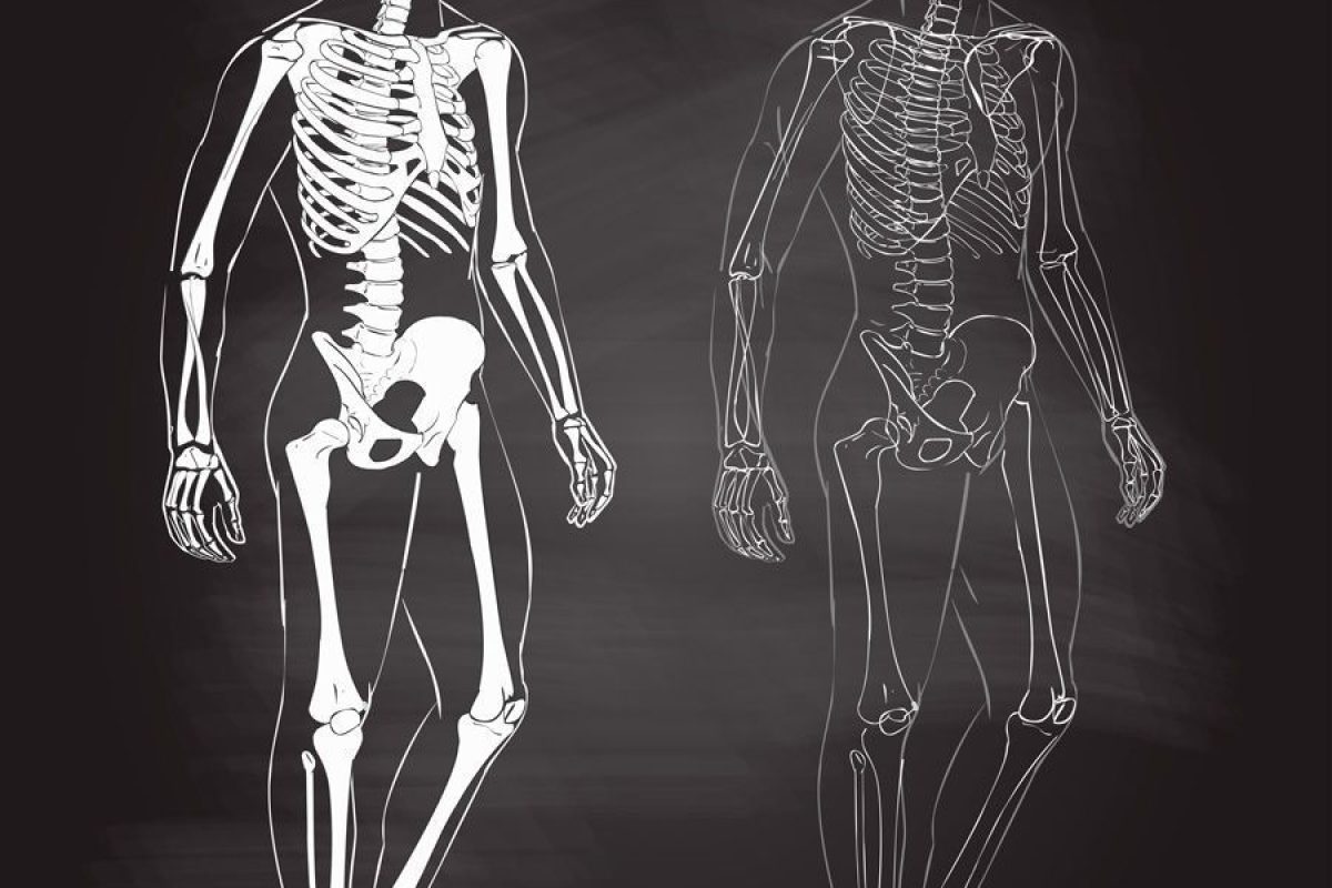 vídeos sobre el cuerpo humano