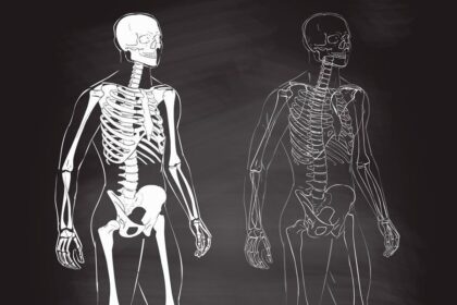 vídeos sobre el cuerpo humano