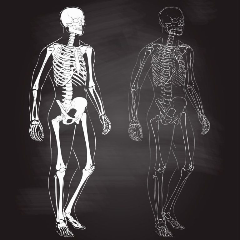 vídeos sobre el cuerpo humano