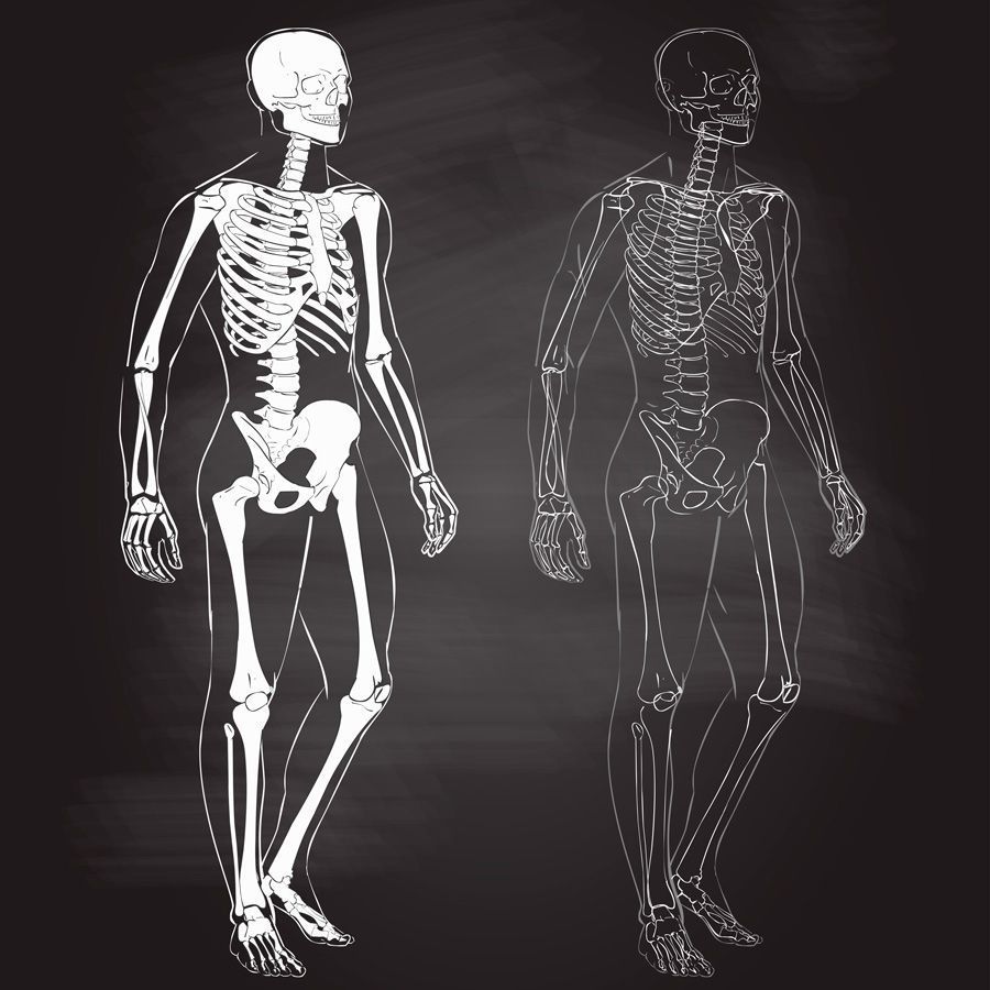 vídeos sobre el cuerpo humano