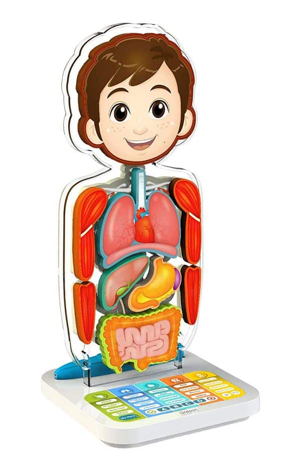 smart anatomy juego cuerpo humano
