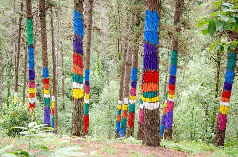 El bosque de Oma senderismo