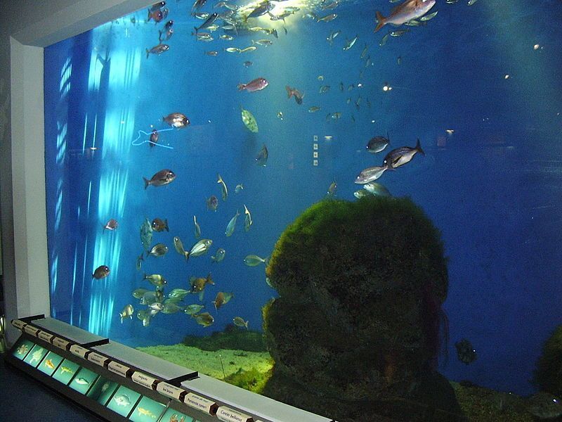 Aquarium Finisterrae A Coruña Acuarios Para Visitar En Familia