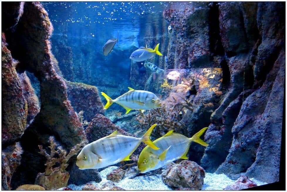 Acuario Gijón