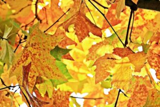 otoño naturaleza