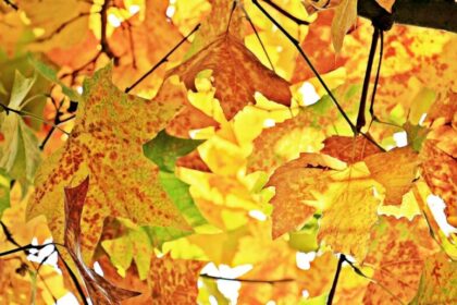 otoño naturaleza