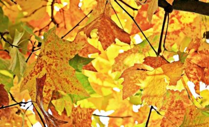 otoño naturaleza