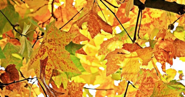 otoño naturaleza