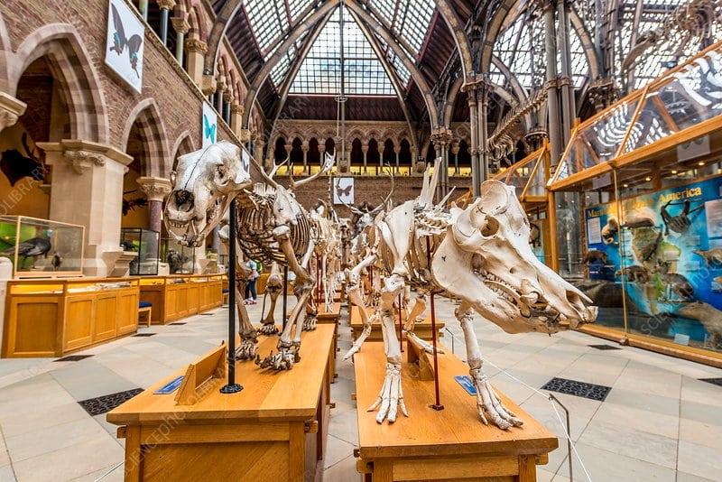 Museo de la Historia Natural, Oxford 