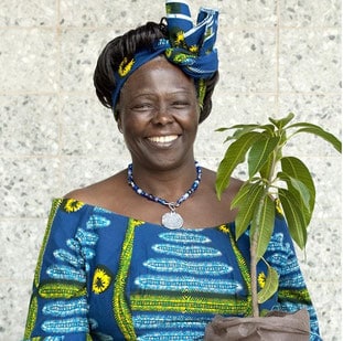 Wangari Primara Mujer Africana En Conseguir El Premio Nobel De La Paz.