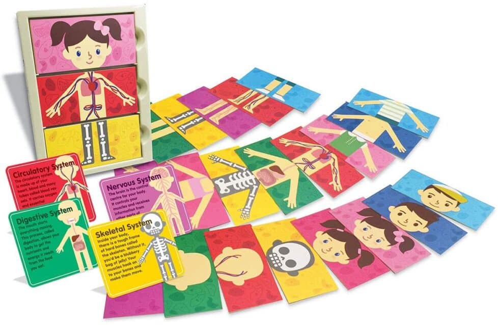my body systems puzzle