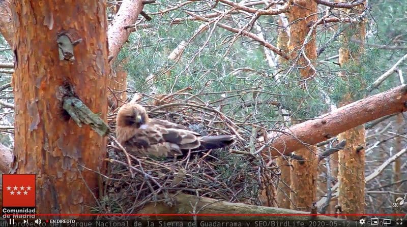 Seo Birdlife (Sociedad Española De Ornitología) Webcams Animales Salvajes