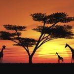 Tours virtuales safaris zoológicos