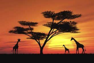Tours virtuales safaris zoológicos
