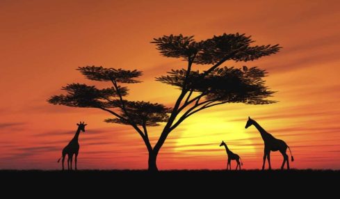 Tours virtuales safaris zoológicos