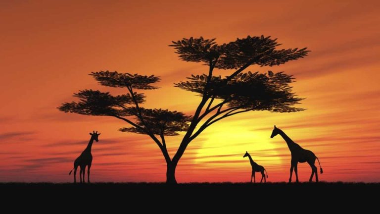 Tours virtuales safaris zoológicos