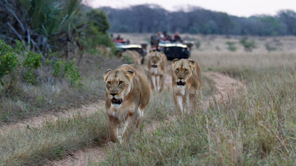 Safari Sudáfrica