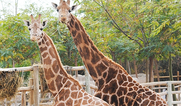 Terra Natura Benidorm