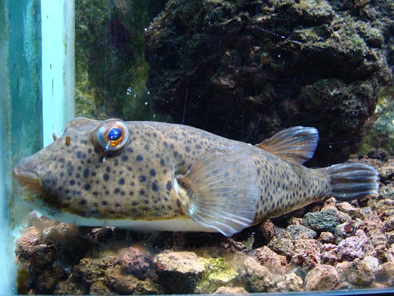 Aquarium del Zoo de Madrid 