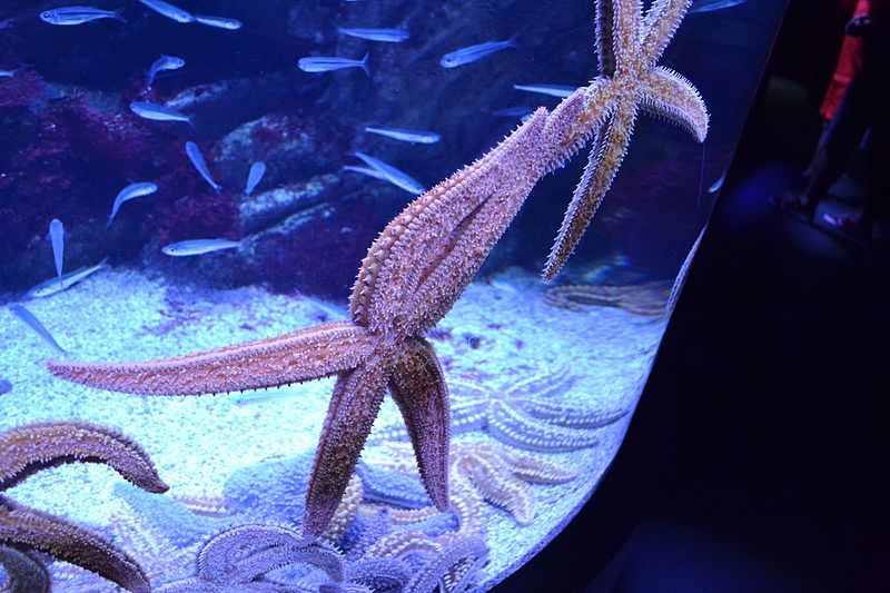 Starfishes Donostia San Sebastian Aquarium