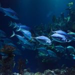 peces en el océano