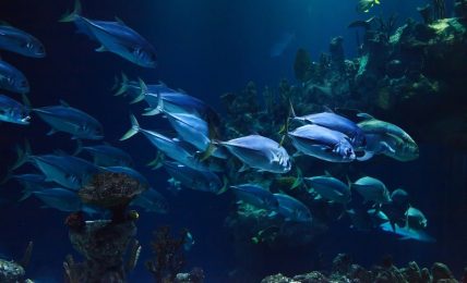 peces en el océano