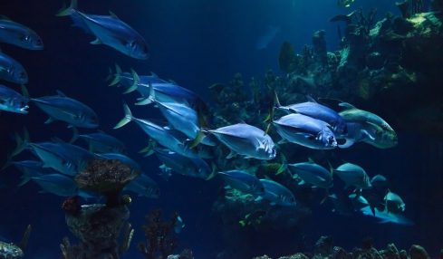 peces en el océano