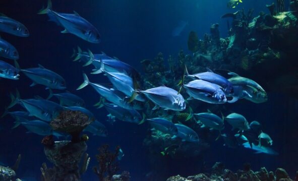 Peces En El Océano