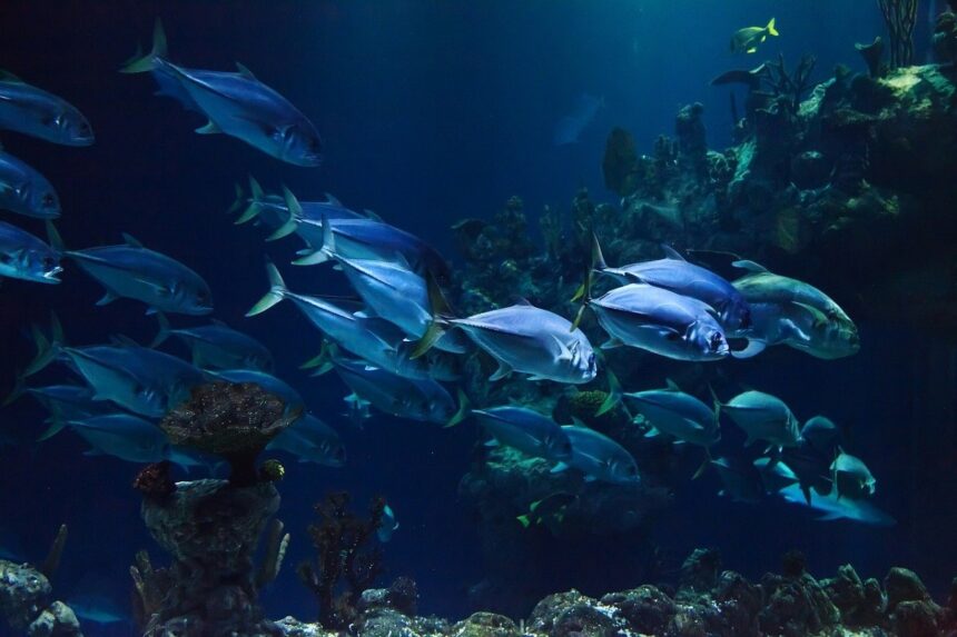 peces en el océano