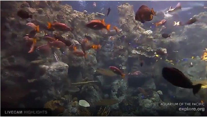 Webcam De 'Aquarium Of The Pacific' . 