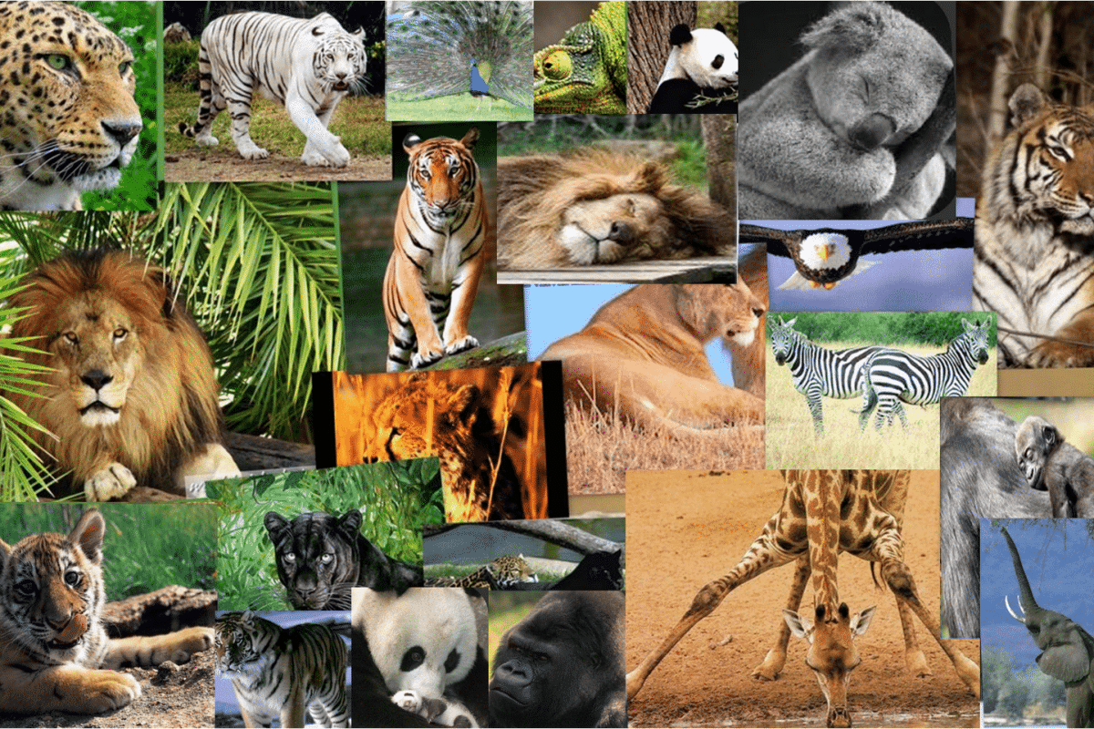 ¡Celebra en el aula el Día Mundial de los Animales con estos recursos! Día Mundial de los Animales