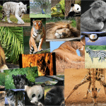 Día Mundial de los Animales