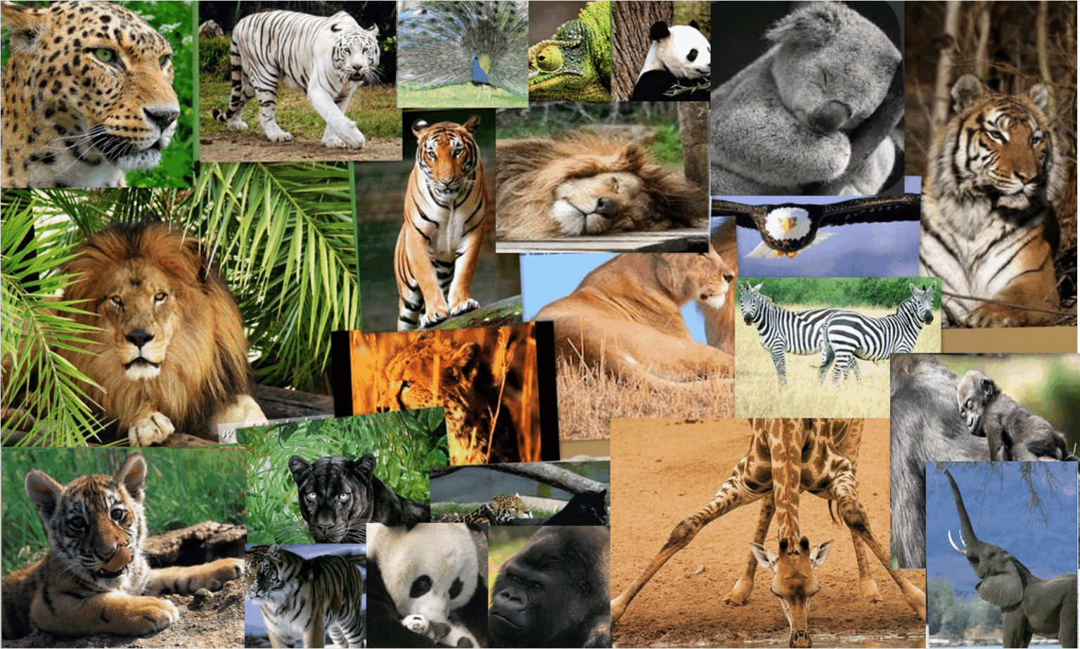 Día Mundial de los Animales