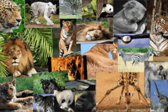 Día Mundial de los Animales