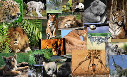 Día Mundial de los Animales